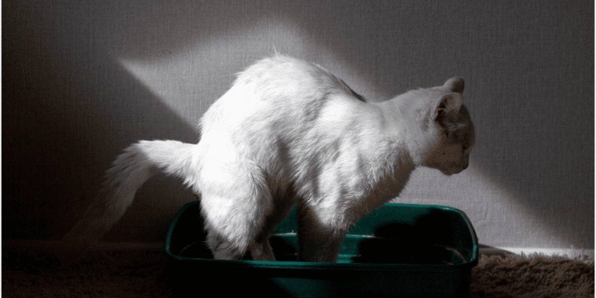 اسباب اسهال القطط: تعرف على أهم اسبابه الشائعة وكيفية الوقاية منها وتجنبها